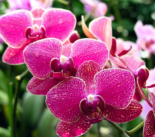 我最喜欢的蝴蝶兰