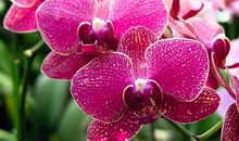 我最喜欢的蝴蝶兰