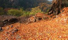 校园中的老枫树