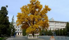 我们校园的银杏树