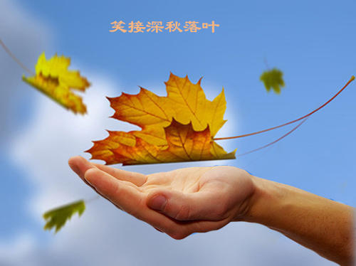 生活像落叶