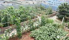屋顶菜园即景