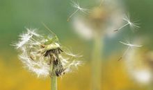 我变成了一阵风