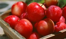 苹果的“自述”