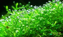 一条垂泪小鱼的诉说