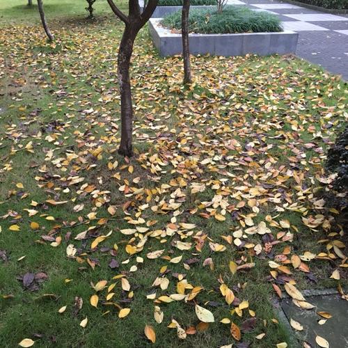校园四季歌
