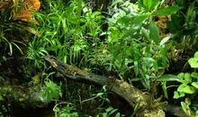 墙角的那抹绿意