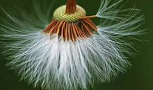 一朵蒲公英的小小梦想