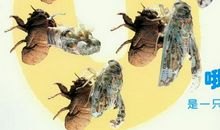 我发现了快乐的秘密