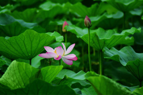夏莲
