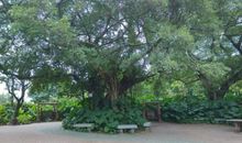 学校里的大榕树