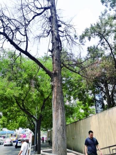 如果我是一棵老树