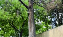 如果我是一棵古树