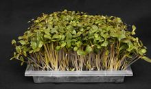 观察绿豆芽的生长