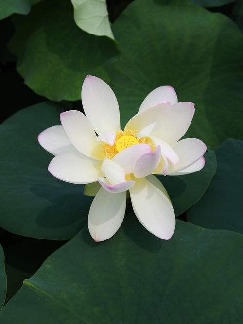 莲花美容