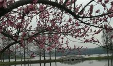 我常常想起梅花