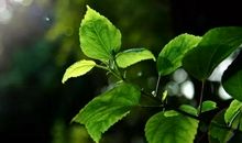 我喜欢春天的雨