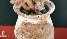 滚蛋吧冠状病毒