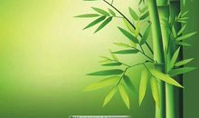 哦那片绿绿的竹子