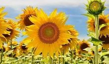 那段温馨的日子