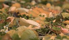 抓住秋天的小尾巴