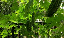 春天，我家的小院