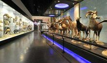 参观动物博物馆