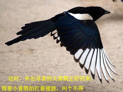 啄木鸟和小喜p
