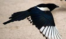 啄木鸟与小喜鹊