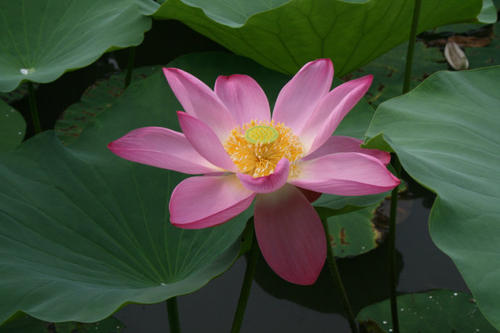 莲花之美