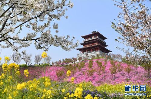樱花