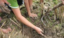 乡下生活的乐趣