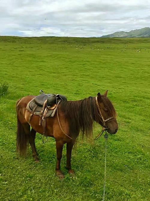 维吾尔草原