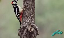 啄木鸟和小老鼠