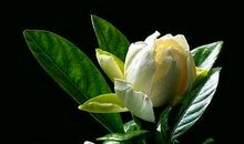 栀子花留在我心田