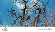 风雨·小树·母亲