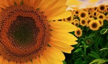 文明如阳光般灿烂