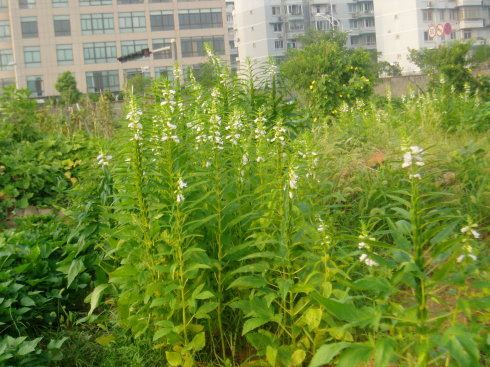 爷爷的小菜园