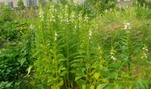 姥爷家的小菜园