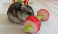 我的心爱之物仓鼠