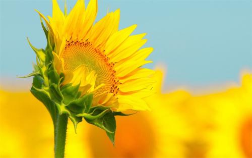 我最喜欢的花向日葵