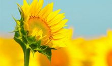 我最喜爱的花向日葵