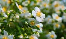 花期不都在春天