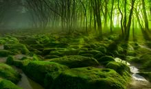 大自然中的声音