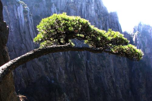 苍松