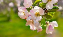 在春天里开的花