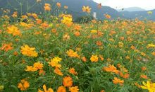 一路上有你的陪伴