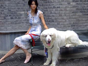 我爱家里的小狗