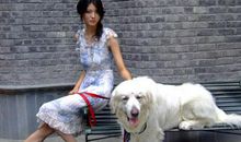 我爱家中的小狗