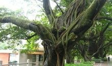 记忆中的老榕树